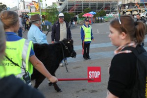 Caution: Cattle Crossing